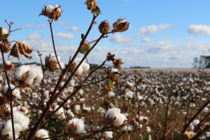 Buy cotton balls
